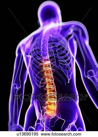 Back pain, conceptual computer artwork. View Large Photo Image Stock Photography - Back pain, conceptual computer artwork.. Fotosearch
