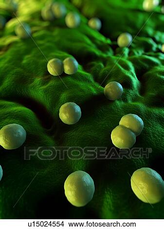 Bacteria, conceptual computer artwork. View Large Photo Image Picture - Bacteria, conceptual computer artwork.. Fotosearch