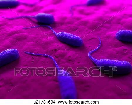 Picture - Bacteria, conceptual computer artwork.. Fotosearch