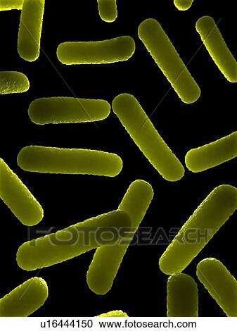 Bacteria, conceptual computer artwork. View Large Photo Image Stock Image - Bacteria, conceptual computer artwork.. Fotosearch