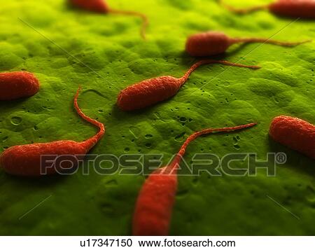 Bacteria, conceptual computer artwork. View Large Photo Image Stock Image - Bacteria, conceptual computer artwork.. Fotosearch