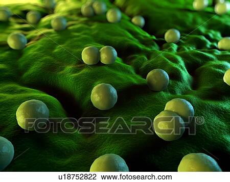 Bacteria, conceptual computer artwork. View Large Photo Image Stock Image - Bacteria, conceptual computer artwork.. Fotosearch