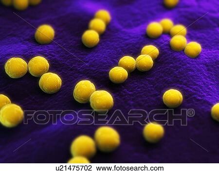 Bacteria, conceptual computer artwork. View Large Photo Image Stock Image - Bacteria, conceptual computer artwork.. Fotosearch