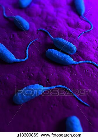 Bacteria, conceptual computer artwork. View Large Photo Image Stock Photo - Bacteria, conceptual computer artwork.. Fotosearch
