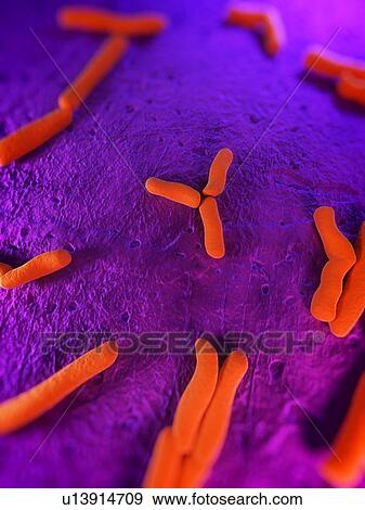Bacteria, conceptual computer artwork. View Large Photo Image Stock Photo - Bacteria, conceptual computer artwork.. Fotosearch