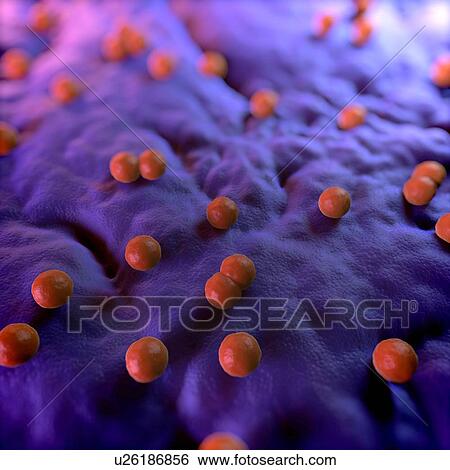 Bacteria, conceptual computer artwork. View Large Photo Image Stock Photograph - Bacteria, conceptual computer artwork.. Fotosearch