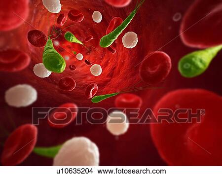 Picture - Bacterial infection. Computer artwork of bacteria (green) in the blood stream.. Fotosearch