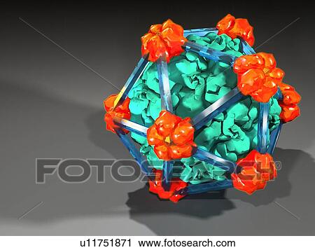Stock Image - Bacteriophage alpha 3. Computer model showing the structure of the protein capsid of bacteriophage alpha 3. Bacteriophages are viruses that infect bacteria.. Fotosearch