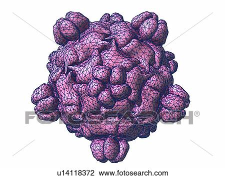 Stock Image - Bacteriophage alpha 3. Computer model showing the structure of the protein capsid of bacteriophage alpha 3. Bacteriophages are viruses that infect bacteria.. Fotosearch