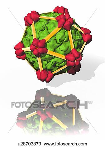 Stock Photo - Bacteriophage alpha 3. Computer model showing the structure of the protein capsid of bacteriophage alpha 3. Bacteriophages are viruses that infect bacteria.. Fotosearch