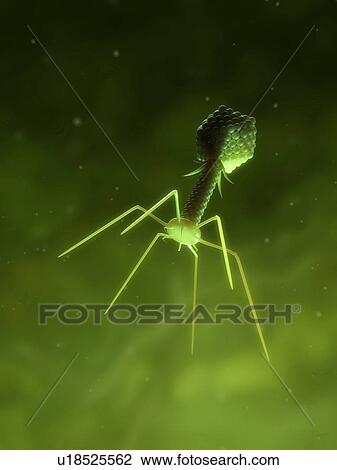 Stock Image - Bacteriophage, computer artwork. A bacteriophage, or phage, is a virus that infects bacteria.. Fotosearch