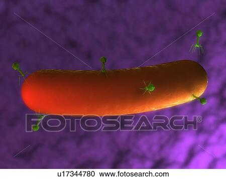 Stock Image - Bacteriophages. Computer artwork of bacteriophages (green) attacking a bacterium.. Fotosearch