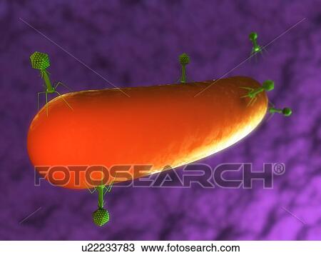 Stock Image - Bacteriophages. Computer artwork of bacteriophages (green) attacking a bacterium.. Fotosearch