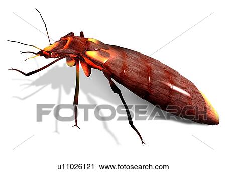 Stock Image - Bed bug, computer artwork.. Fotosearch