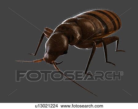 Picture - Bedbug (Cimex sp. ), computer artwork.. Fotosearch
