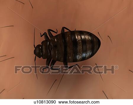 Stock Image - Bedbug (Cimex sp. ), computer artwork.. Fotosearch