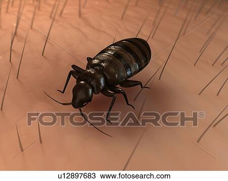 Bedbug (Cimex sp. ), computer artwork. View Large Photo Image Stock Image - Bedbug (Cimex sp. ), computer artwork.. Fotosearch