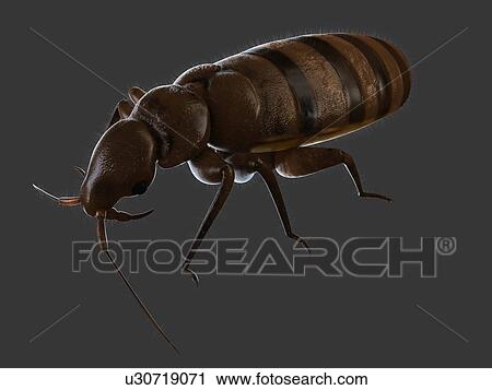 Stock Image - Bedbug (Cimex sp. ), computer artwork.. Fotosearch