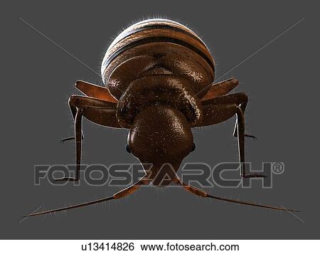 Stock Photograph - Bedbug (Cimex sp. ), computer artwork.. Fotosearch