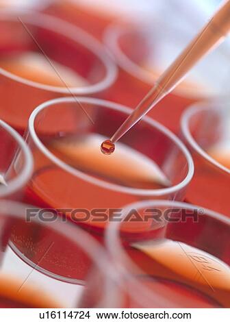 Biological research. Pipetting cultures into a multiwell sample tray. View Large Photo Image Picture - Biological research. Pipetting cultures into a multiwell sample tray.. Fotosearch