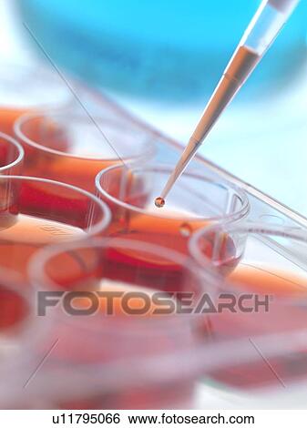 Biological research. Pipetting cultures into a multiwell sample tray. View Large Photo Image Stock Photograph - Biological research. Pipetting cultures into a multiwell sample tray.. Fotosearch