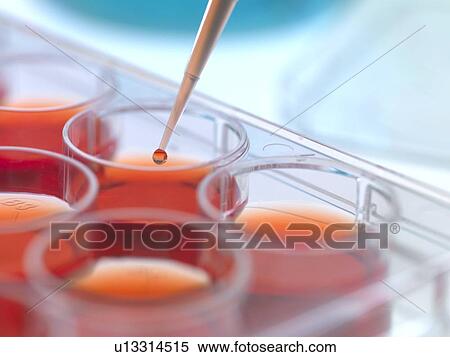 Stock Photography - Biological research. Pipetting cultures into a multiwell sample tray.. Fotosearch