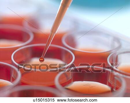 Stock Photography - Biological research. Pipetting cultures into a multiwell sample tray.. Fotosearch