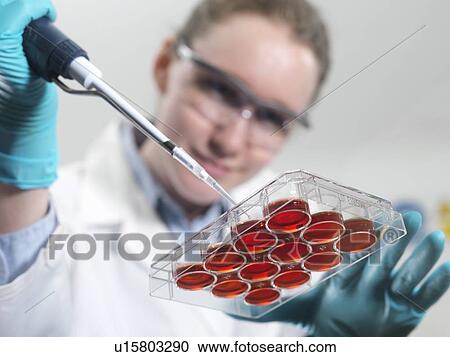 Stock Image - Biological research. Scientist pipetting cultures into a multiwell sample tray.. Fotosearch