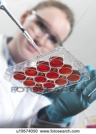 Stock Image - Biological research. Scientist pipetting cultures into a multiwell sample tray.. Fotosearch