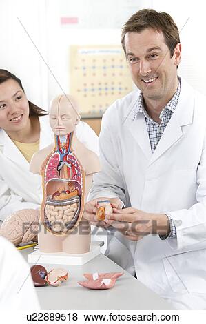 Stock Photo - Biology lesson.. Fotosearch