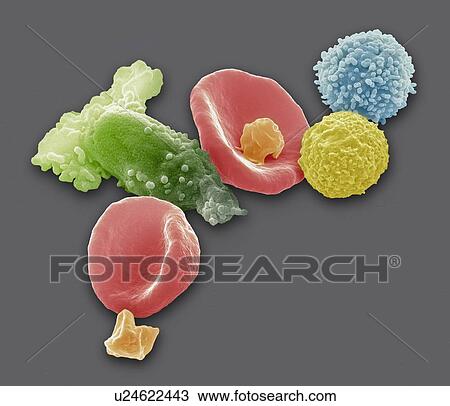 Stock Image - Blood cells, coloured scanning electron micrograph (SEM). Seen here are two red blood cells (erythrocytes, red), platelets (orange), macrophages (green), a lymphocyte (blue) and a neutrophil (yellow). Magnification: x4000 when printed at 10 centimetres wi. Fotosearch