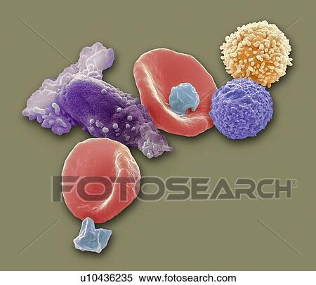 Stock Photography - Blood cells, coloured scanning electron micrograph (SEM). Seen here are two red blood cells (erythrocytes, red), platelets (blue), macrophages (purple at left), a lymphocyte (yellow) and a neutrophil (purple at right). Magnification: x4000 when printed at. Fotosearch
