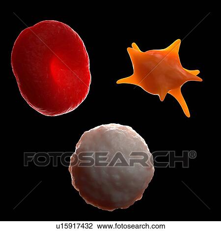Stock Image - Blood cells. Computer artwork of a red blood cell (top left), platele (top right) and a white blood cell (bottom).. Fotosearch