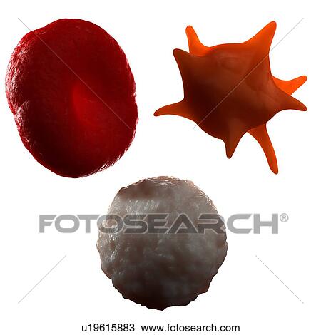 Stock Image - Blood cells. Computer artwork of a red blood cell (top left), platele (top right) and a white blood cell (bottom).. Fotosearch