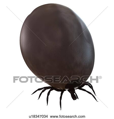 Picture - Blood-filled tick (superfamily Ixodoidea), computer artwork.. Fotosearch