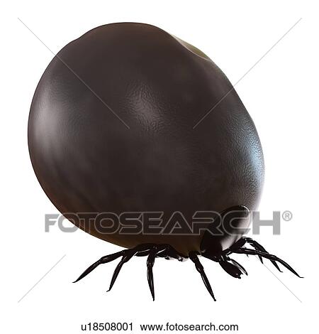 Blood-filled tick (superfamily Ixodoidea), computer artwork. View Large Photo Image Stock Image - Blood-filled tick (superfamily Ixodoidea), computer artwork.. Fotosearch