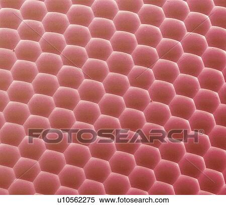 Bluebottle fly (Calliphora sp. ) eye, coloured scanning electron micrograph (SEM). Magnification: x4000 when printed at 10 centimetres wide. View Large Photo Image Stock Photography - Bluebottle fly (Calliphora sp. ) eye, coloured scanning electron micrograph (SEM). Magnification: x4000 when printed at 10 centimetres wide.. Fotosearch