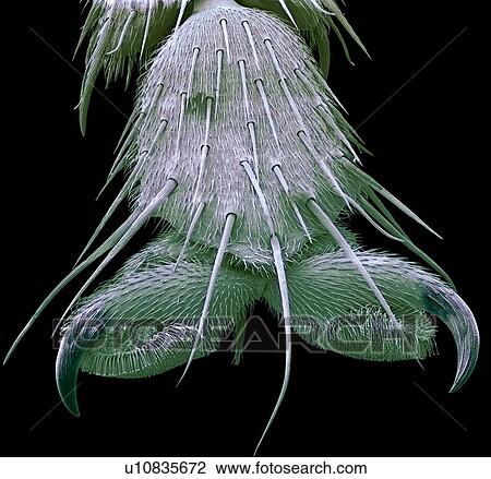 Bluebottle fly foot, coloured scanning electron micrograph (SEM). Magnification: x250 when printed at 10 centimetres wide. View Large Photo Image Stock Image - Bluebottle fly foot, coloured scanning electron micrograph (SEM). Magnification: x250 when printed at 10 centimetres wide.. Fotosearch
