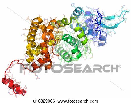 Stock Photograph - Borna disease virus nucleoprotein, molecular model.. Fotosearch