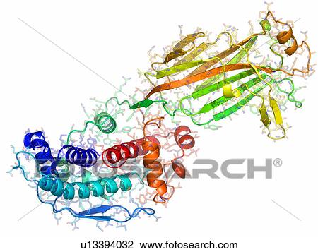 Bovine rotavirus capsid protein, molecular model. View Large Photo Image Stock Image - Bovine rotavirus capsid protein, molecular model.. Fotosearch