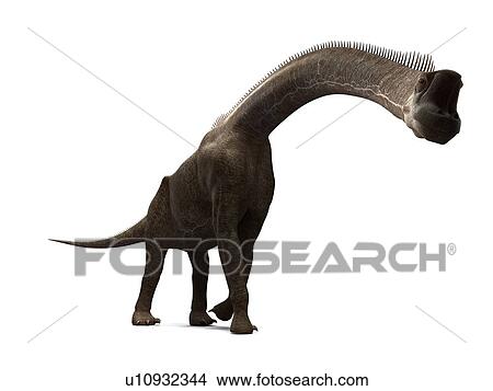 Picture - Brachiosaurus dinosaur, computer artwork. This is the tallest known dinosaur, standing up to 16 metres tall. It lived during the late Jurassic period, between 155 and 145 million years ago.. Fotosearch