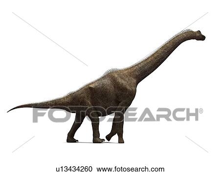 brachiosaurus tallest dinosaur