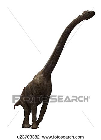 brachiosaurus tallest dinosaur