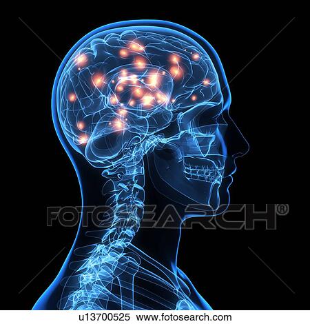 Stock Photography - Brain activity, computer artwork.. Fotosearch