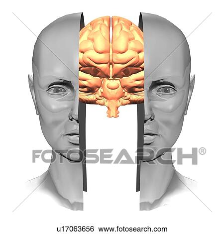 Stock Photograph - Brain. Computer artwork of a brain inside a split human head.. Fotosearch