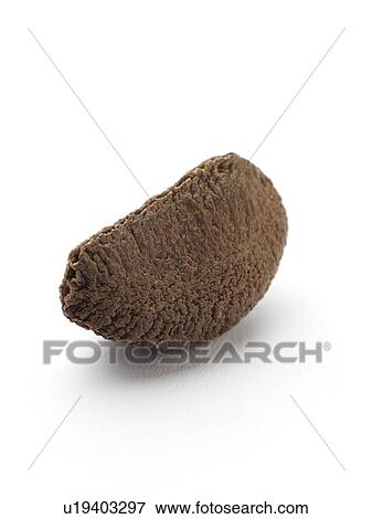Brazil nut. View Large Photo Image Stock Photo - Brazil nut.. Fotosearch