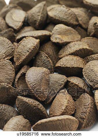 Brazil nuts. View Large Photo Image Stock Photograph - Brazil nuts.. Fotosearch