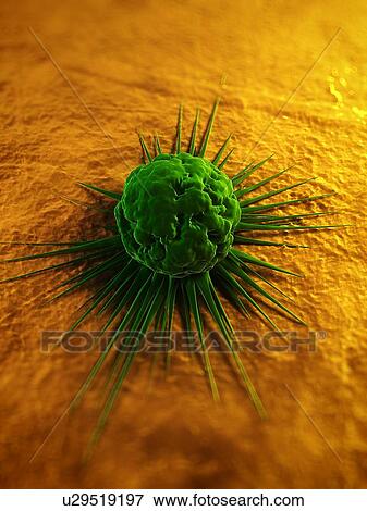 Cancer cell, computer artwork. The uneven surface and cytoplasmic projections are characteristic of cancer cells. View Large Photo Image Stock Photo - Cancer cell, computer artwork. The uneven surface and cytoplasmic projections are characteristic of cancer cells.. Fotosearch