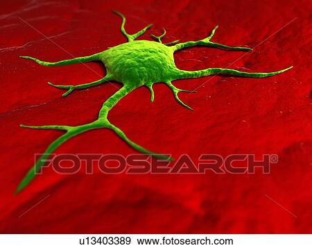 Cancer cell, conceptual computer artwork. The uneven surface and cytoplasmic projections are characteristic of cancer cells. View Large Photo Image Stock Photo - Cancer cell, conceptual computer artwork. The uneven surface and cytoplasmic projections are characteristic of cancer cells.. Fotosearch