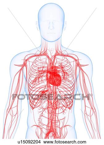 Picture - Cardiovascular system, computer artwork.. Fotosearch